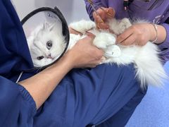 -恒幸动物医院·急重症转诊中心·神经内外科·CT核磁