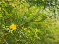 -重庆彩云湖湿地公园