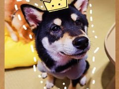-逗柴咖啡屋·狗咖猫咖宠物桌游