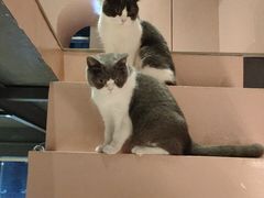 -猫儿山۰猫主题餐厅