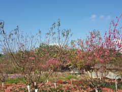 -松山湖梦幻百花洲