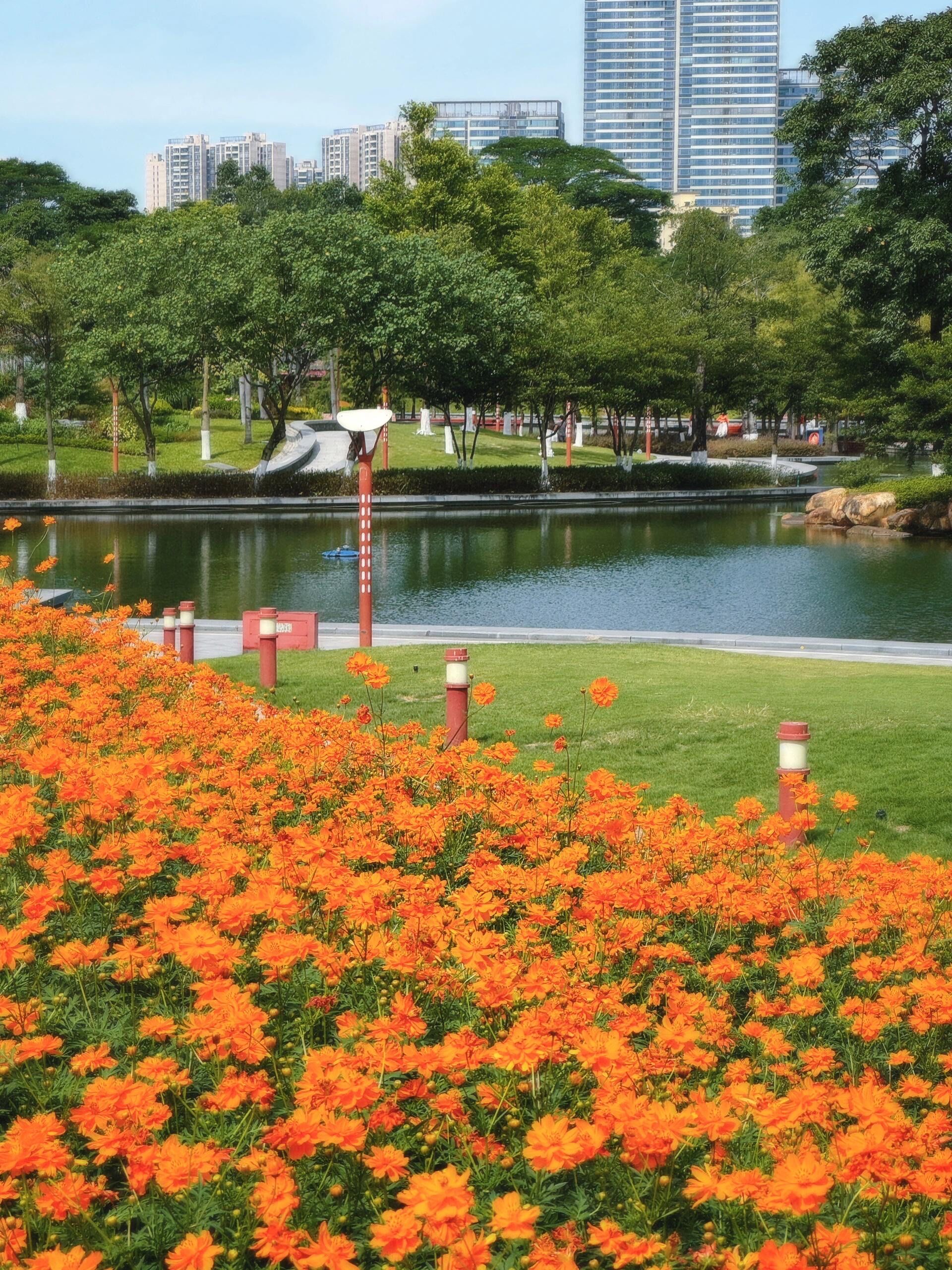 佛山千灯湖湖畔花海