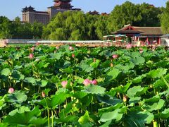 -莲花池公园