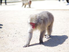 -岚山猴子公园