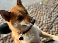 -柴犬高等学院·狗咖·柴犬售卖·宠物训练