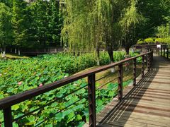 -沐仙湖湿地公园