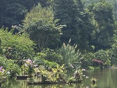 -深圳仙湖植物园