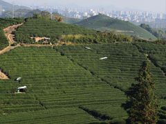 -龙坞茶村