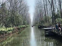 -合肥滨湖国家森林公园