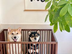 -Double Rui宠物酒店