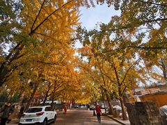-三里屯东五街银杏大道