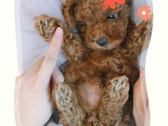 -李小姐の猫咖啡馆(五角场店)