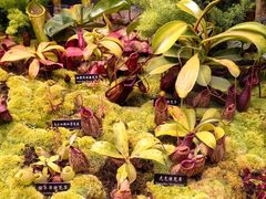 -中国科学院西双版纳热带植物园