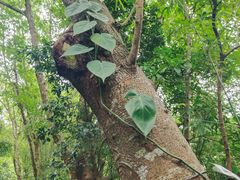 -深圳仙湖植物园