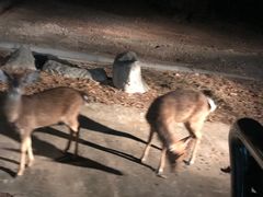 -清迈夜间动物园