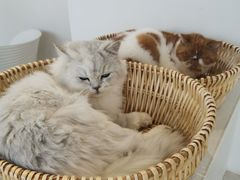 -怪兽屋·羊驼·猫咖·狗咖(俊华广场店)