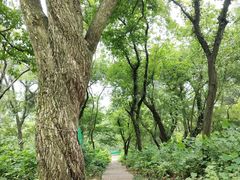 -南京老山国家森林公园