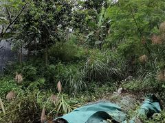-靖西鹅泉风景区