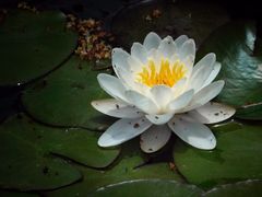 -叶家花园