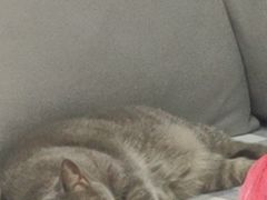 -瑞派康怡24h宠物医院·犬猫医疗中心·微创绝育(瑞景分院)