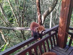 -普洱太阳河森林公园