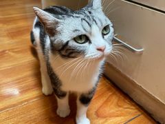 -猫小院猫主题餐厅(南锣旗舰店)