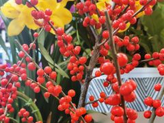 -双季花艺园艺市场(浦东店)