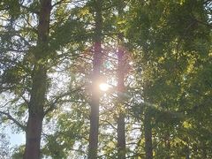 -黄海国家森林公园