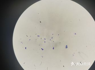 家附近的宠物医院，比较近，耳朵肿大，去宠物店处理