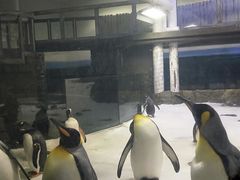 -悉尼海洋生物水族馆