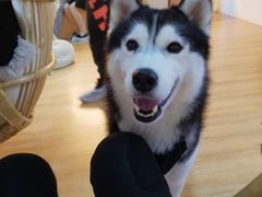 海参-Husky Go! 哈士奇体验馆·宠物咖啡厅狗咖