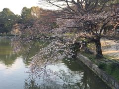 -名古屋城
