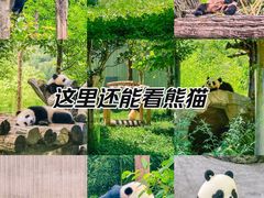 -卧龙中华大熊猫苑神树坪基地