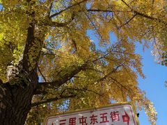 -三里屯东五街银杏大道