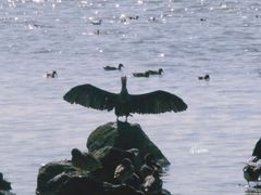 -深圳湾公园(南山区)