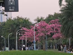 -深圳湾公园(南山区)