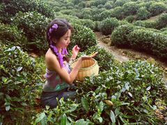 -龙坞茶村