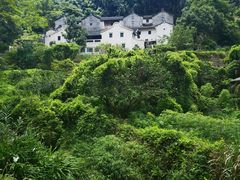 -雁南飞茶田景区