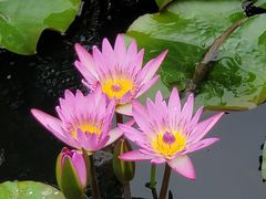 -红山村