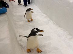 -广州热雪奇迹