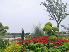 -荷兰花海