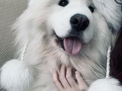 -星多哈·狗咖·拼豆·咖啡