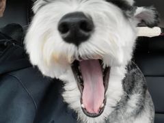 -宠物梦想家(日月豪庭店)