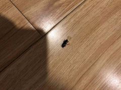 -上海豪德万源酒店(陆家嘴东方明珠店)