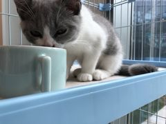-猫的天空之城概念书店(北戴河蔚蓝海岸店)