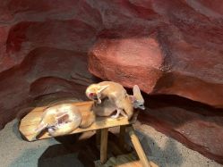 -Zoolung Zoolung动物主题公园(海信广场店)