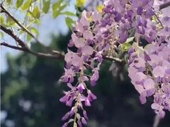 -嘉定紫藤园
