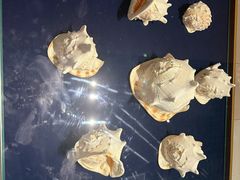 -青岛贝壳博物馆