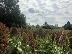 -三圣花乡旅游区