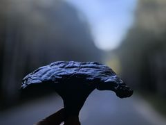 -五营红松林海景区